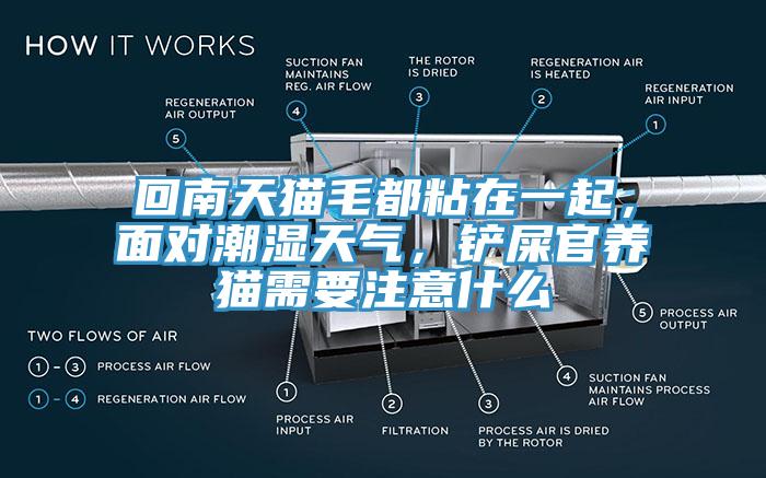 回南天貓毛都粘在一起，面對(duì)潮濕天氣，鏟屎官養(yǎng)貓需要注意什么