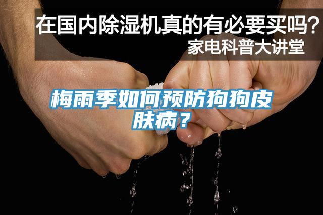 梅雨季如何預防狗狗皮膚??？