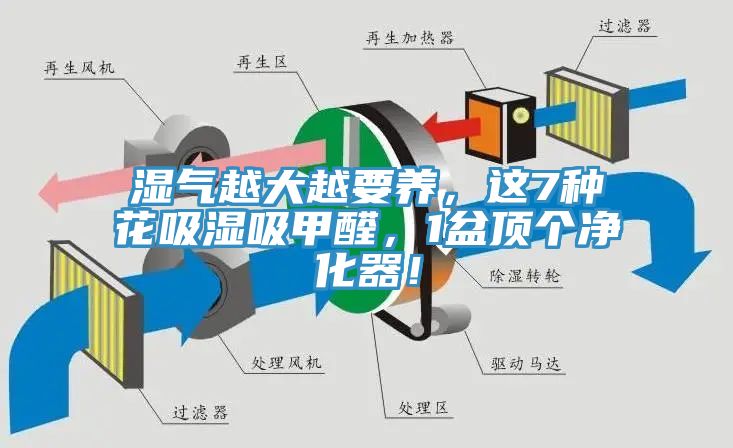 濕氣越大越要養(yǎng)，這7種花吸濕吸甲醛，1盆頂個(gè)凈化器！